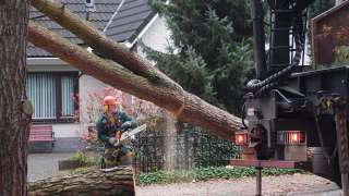 wilgen bomen rooien in s 'Gravenmoer